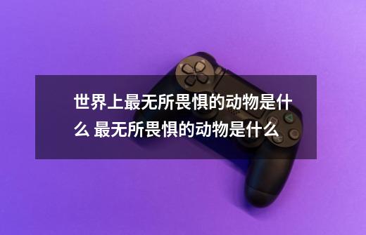 世界上最无所畏惧的动物是什么 最无所畏惧的动物是什么-第1张-游戏资讯-龙启科技