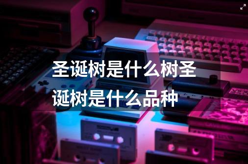 圣诞树是什么树圣诞树是什么品种-第1张-游戏资讯-龙启科技